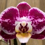 Phalaenopsis New Hybrid 2 Spikes (3.5" pot)