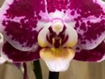 Phalaenopsis New Hybrid 2 Spikes (3.5" pot) - Image 4