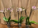 Phalaenopsis Sogo Yukidian X Dtps. Ever Spring Fairy 2 Spikes (3.5" pot) - Image 4