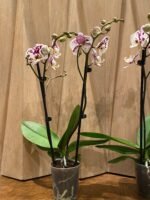 Phalaenopsis Sogo Yukidian X Dtps. Ever Spring Fairy 2 Spikes (3.5" pot) - Image 5