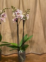 Phalaenopsis Sogo Yukidian X Dtps. Ever Spring Fairy 2 Spikes (3.5" pot) - Image 6