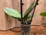 Phalaenopsis Sogo Yukidian X Dtps. Ever Spring Fairy 2 Spikes (3.5" pot) - Image 10
