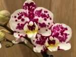 Phalaenopsis Sogo Yukidian X Dtps. Ever Spring Fairy 2 Spikes (3.5" pot) - Image 2