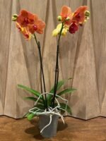 Phalaenopsis Dtps. Gan Lin Fortune (2 Spikes, 4.5" pot) - Image 8
