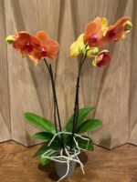 Phalaenopsis Dtps. Gan Lin Fortune (2 Spikes, 4.5" pot) - Image 9