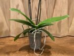 Phalaenopsis Dtps. Gan Lin Fortune (2 Spikes, 4.5" pot) - Image 10