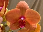 Phalaenopsis Dtps. Gan Lin Fortune (2 Spikes, 4.5" pot) - Image 3