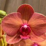 Phalaenopsis Dtps. Gan Lin Fortune (2 Spikes, 4.5" pot)