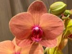 Phalaenopsis Dtps. Gan Lin Fortune (2 Spikes, 4.5" pot) - Image 4