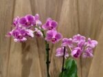 Phalaenopsis - Light Pink 2 Spikes 3.5" pot - Image 3