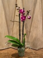 Phalaenopsis - New Hybrid Novelty Color 2 Spikes 3.5" pot - Image 3