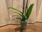 Phalaenopsis - New Hybrid Novelty Color 2 Spikes 3.5" pot - Image 5
