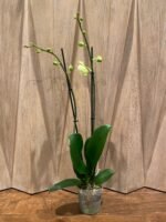 Double Spikes Phalaenopsis Golden Sands x Musashino (4.5" pot) - Image 2