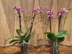Phalaenopsis New Hybrid 2 Spikes (3.5" pot) - Image 5