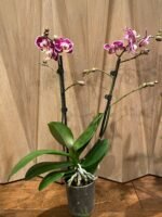 Phalaenopsis New Hybrid 2 Spikes (3.5" pot) - Image 7
