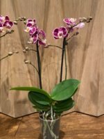 Phalaenopsis New Hybrid 2 Spikes (3.5" pot) - Image 8