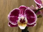 Phalaenopsis New Hybrid 2 Spikes (3.5" pot) - Image 3