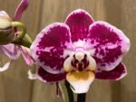 Phalaenopsis New Hybrid 2 Spikes (3.5" pot) - Image 2