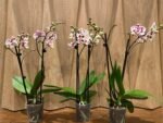 Phalaenopsis Sogo Yukidian X Dtps. Ever Spring Fairy 2 Spikes (3.5" pot) - Image 3