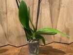 Phalaenopsis Sogo Yukidian X Dtps. Ever Spring Fairy 2 Spikes (3.5" pot) - Image 8