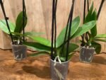 Phalaenopsis Sogo Yukidian X Dtps. Ever Spring Fairy 2 Spikes (3.5" pot) - Image 9