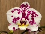 Phalaenopsis Sogo Yukidian X Dtps. Ever Spring Fairy 2 Spikes (3.5" pot)