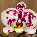 Phalaenopsis Sogo Yukidian X Dtps. Ever Spring Fairy 2 Spikes (3.5" pot)