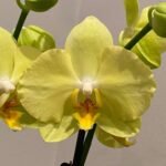 Double Spikes Phalaenopsis Golden Moonlight (4.5" pot)