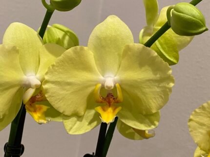 Phalaenopsis Large Rare Novelty Color 2 Spikes (4.5" pot) with Ceramic Pot