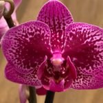 Phalaenopsis Chia E. Yenlin 2 Spikes 3.5" pot