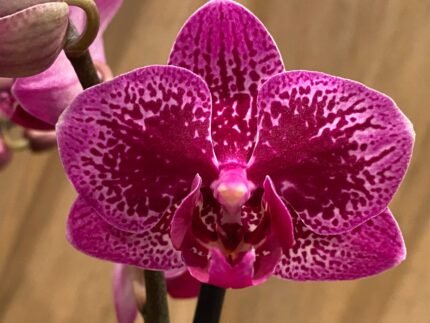 Phalaenopsis Chia E. Yenlin 2 Spikes 3.5" pot