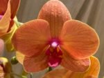 Phalaenopsis Dtps. Gan Lin Fortune (2 Spikes, 4.5" pot) - Image 2