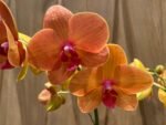 Phalaenopsis Dtps. Gan Lin Fortune (2 Spikes, 4.5" pot) - Image 7