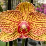 Double Spikes Phalaenopsis Balden's Kalescope (4.5" pot)