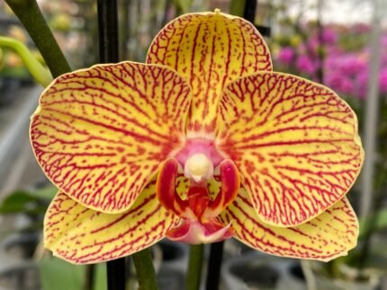 Phalaenopsis Large Balden's Kalescope (4.5" pot)