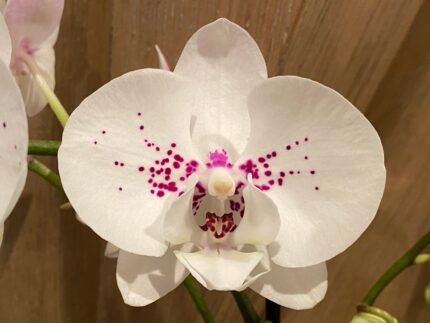 Phalaenopsis Large White with Pink Dots 2 Spikes (4.5" pot)