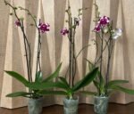 Phalaenopsis Large I-Hsin New Hybrid 2 Spikes (4.5" pot) - Image 4