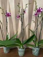 Phalaenopsis Large I-Hsin New Hybrid 2 Spikes (4.5" pot) - Image 5