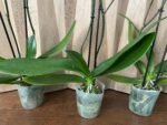 Phalaenopsis Large I-Hsin New Hybrid 2 Spikes (4.5" pot) - Image 6