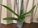 Phalaenopsis Large I-Hsin New Hybrid 2 Spikes (4.5" pot) - Image 8