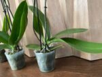 Phalaenopsis Large I-Hsin New Hybrid 2 Spikes (4.5" pot) - Image 7