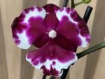 Phalaenopsis Large I-Hsin New Hybrid 2 Spikes (4.5" pot)