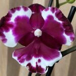 Phalaenopsis Large I-Hsin New Hybrid 2 Spikes (4.5" pot)