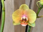 Phalaenopsis Twilight Star 2 Spikes (3.5" pot) - Image 3