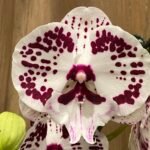 Phalaenopsis Large Lianher Jellyfish 2 Spikes (4.5" pot)