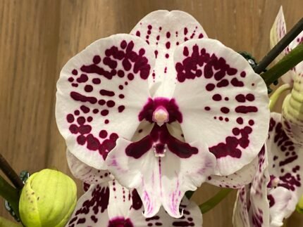 Phalaenopsis Large Lianher Jellyfish 2 Spikes (4.5" pot)