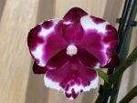 Phalaenopsis Large I-Hsin New Hybrid 2 Spikes (4.5" pot) - Image 2