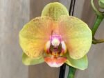 Phalaenopsis Twilight Star 2 Spikes (3.5" pot) - Image 2