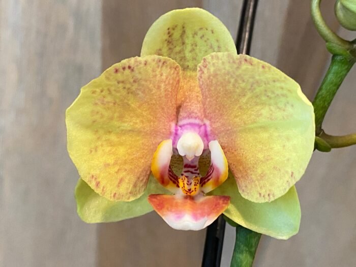 Phalaenopsis Twilight Star 2 Spikes (3.5" pot) - Image 2