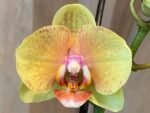 Phalaenopsis Twilight Star 2 Spikes (3.5" pot)